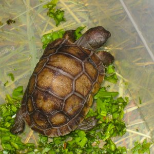 ALDABRA BREEDER