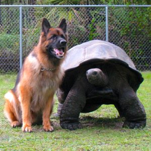 ALDABRA BREEDER