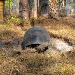 ALDABRA BREEDER
