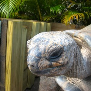 ALDABRA BREEDER
