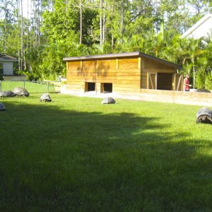 ALDABRA BREEDER