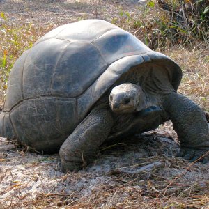 ALDABRA BREEDER