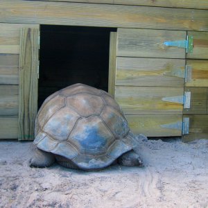 ALDABRA BREEDER
