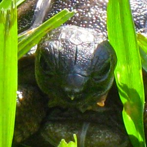 ALDABRA BREEDER