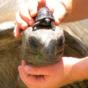 ALDABRA BREEDER