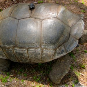 ALDABRA BREEDER