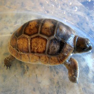 ALDABRA BREEDER