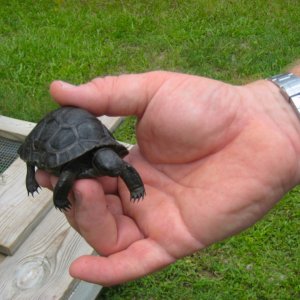 ALDABRA BREEDER