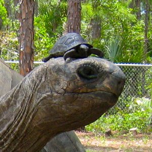 ALDABRA BREEDER