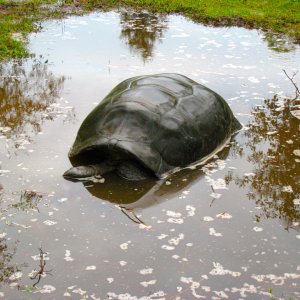 ALDABRA BREEDER