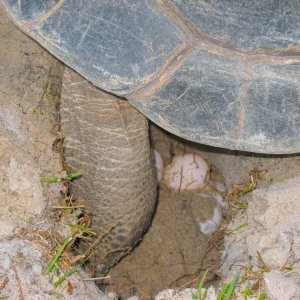 ALDABRA BREEDER