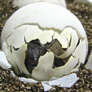 ALDABRA BREEDER