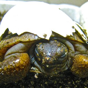 ALDABRA BREEDER