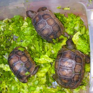 ALDABRA BREEDER