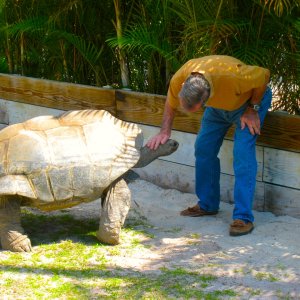 ALDABRA BREEDER