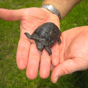 ALDABRA BREEDER