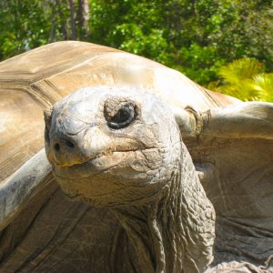 ALDABRA BREEDER