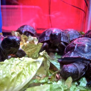 ALDABRA BREEDER