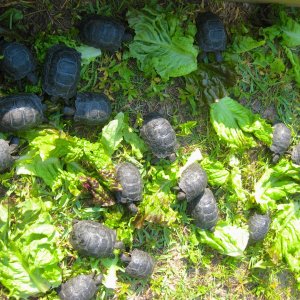 ALDABRA BREEDER