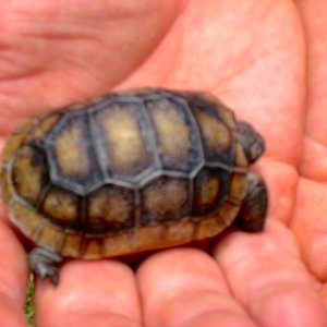 ALDABRA BREEDER