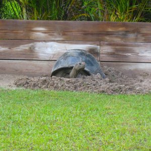 ALDABRA BREEDER