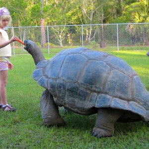 ALDABRA BREEDER