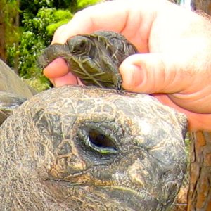 ALDABRA BREEDER