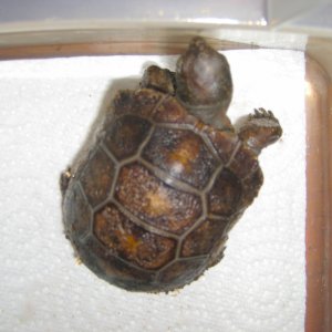 ALDABRA BREEDER