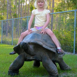 ALDABRA BREEDER