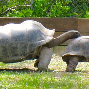 ALDABRA BREEDER