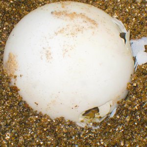 ALDABRA BREEDER