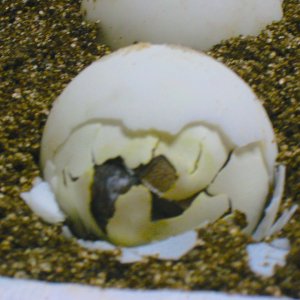 ALDABRA BREEDER