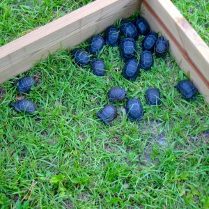 ALDABRA BREEDER
