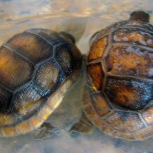 ALDABRA BREEDER