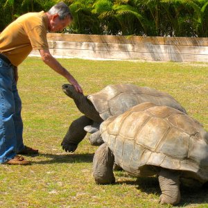 ALDABRA BREEDER