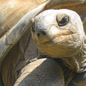 ALDABRA BREEDER