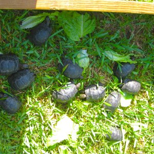 ALDABRA BREEDER