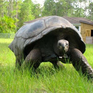 ALDABRA BREEDER