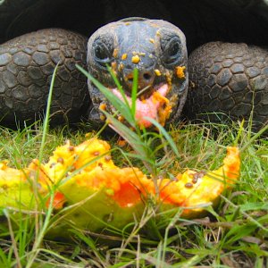 ALDABRA BREEDER