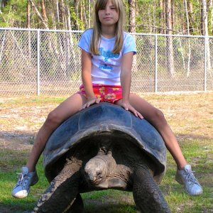 ALDABRA BREEDER