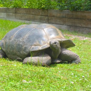 ALDABRA BREEDER