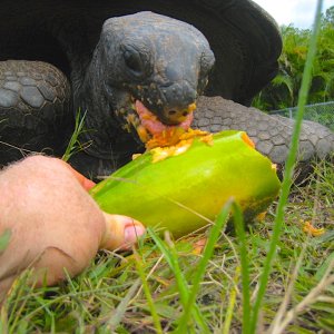ALDABRA BREEDER