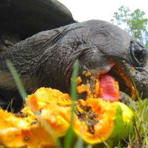 ALDABRA BREEDER