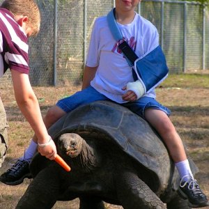 ALDABRA BREEDER