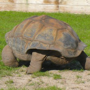 ALDABRA BREEDER