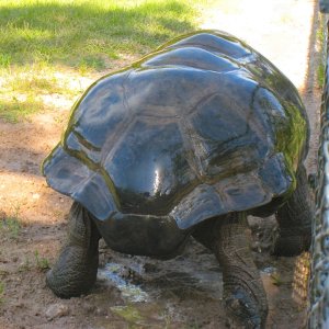 ALDABRA BREEDER