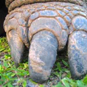 ALDABRA BREEDER