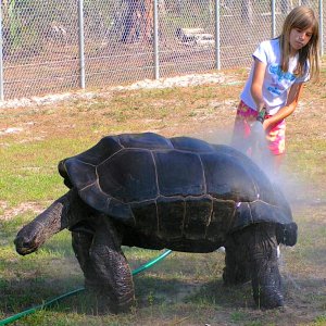 ALDABRA BREEDER