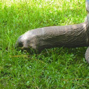 ALDABRA BREEDER