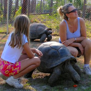 ALDABRA BREEDER